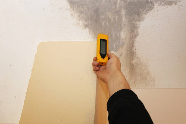 Best Attic Mold Removal  in Pleasantville, NJ