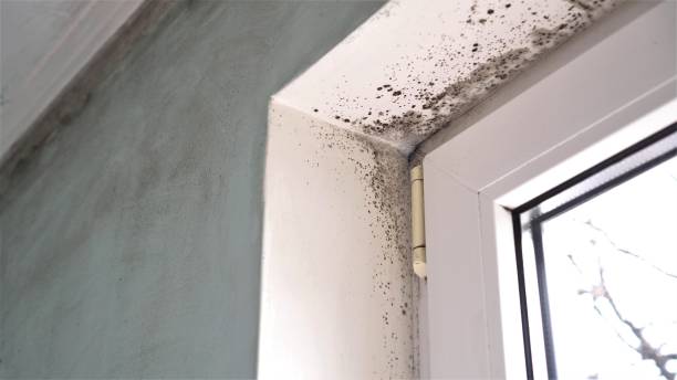 Best Post-Construction Mold Inspection  in Pleasantville, NJ