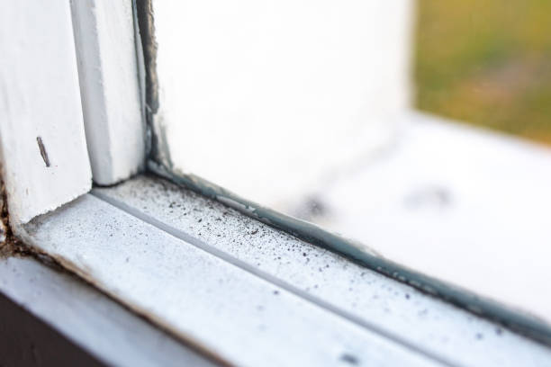 Best Black Mold Removal  in Pleasantville, NJ