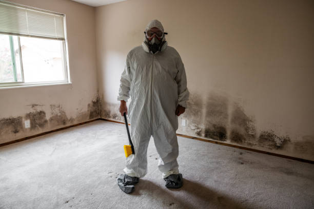 Best Basement Mold Removal  in Pleasantville, NJ