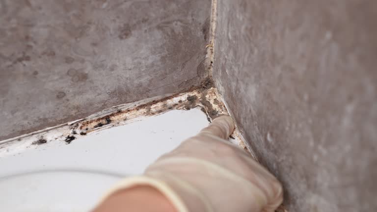 Best Environmental Consulting for Mold Prevention  in Pleasantville, NJ
